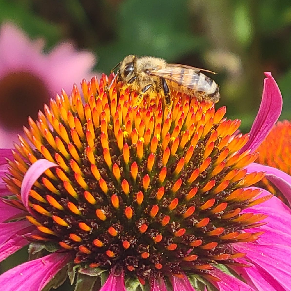 honey-bee-1